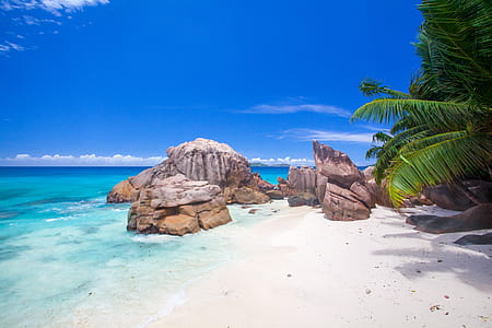 palm tree near white sand thumbnail