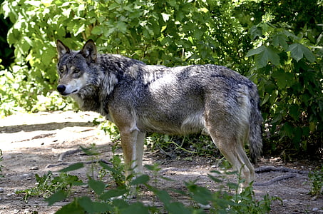 brown wolf standing beside green leaf plant thumbnail