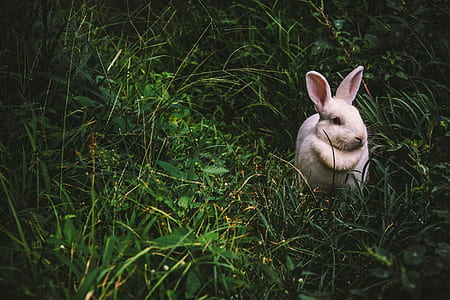 white rabbit on green grass at daytime thumbnail