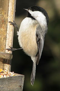 shallow focus photography of black and white bird thumbnail