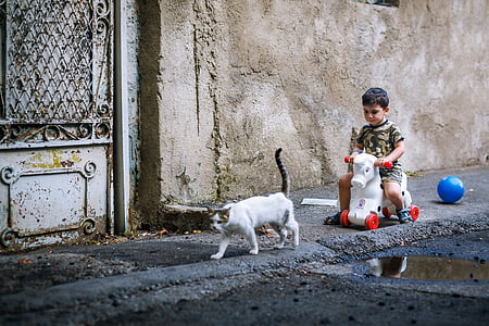 boy riding ride-on toy following white cat near road thumbnail