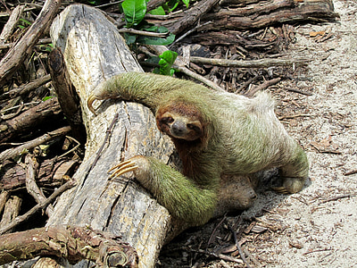sloth holding on tree branch on ground thumbnail