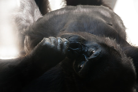 black gorilla thumbnail