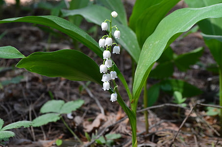 white lily of the valley flower in closeup photo thumbnail