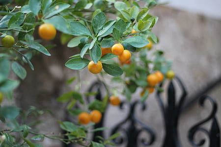 tilt-shift lens orange fruits thumbnail