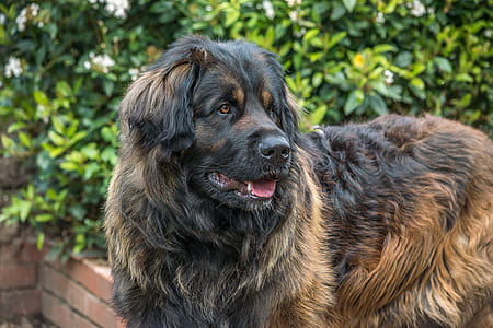 adult black and tan Caucasian shepherd stands near green plant at daytime thumbnail