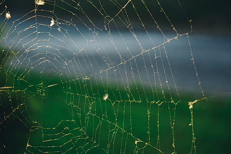 selective focus photography of spider web thumbnail