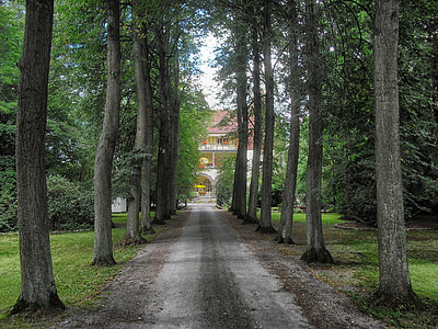 gray road in between trees at daytime thumbnail