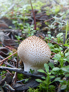 Lycoperdon Perlatum, Stone Of Wolf thumbnail