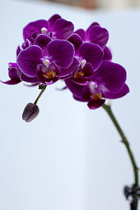 close-up photo of purple orchid thumbnail