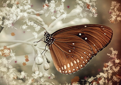 brown butterfly on white flowers thumbnail
