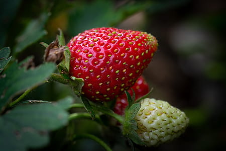close-up photography of strawberry fruit thumbnail