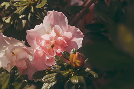 Pink Peony Flowers in Bloom at Daytime thumbnail