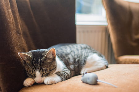 sleeping cat on brown surface thumbnail