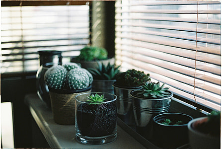 shallow focus photo of green succulents thumbnail