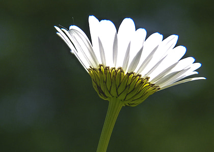 white daisy in close-up photography thumbnail