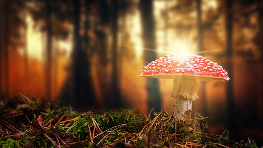 mushroom in forest during sunset thumbnail