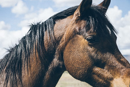 brown horse thumbnail