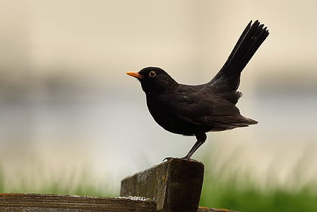 selective focus photography of bird on wood thumbnail