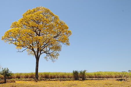 tree and grass field thumbnail