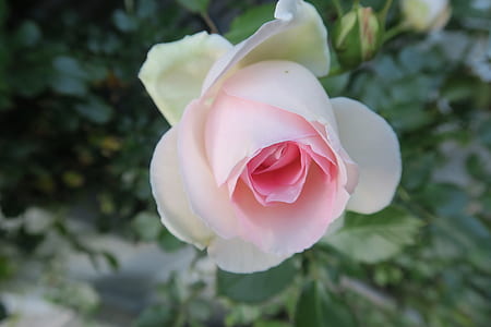 pink rose thumbnail
