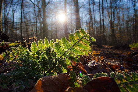 shallow focus photography of green leaves thumbnail