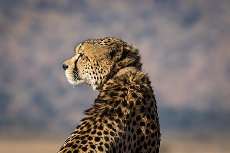 Selective-focus Photography of Brown and Black Cheetah thumbnail