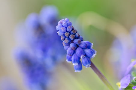 macro purple of purple grape hyacinth flower thumbnail
