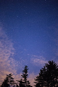 silhouette of tree during nighttime thumbnail