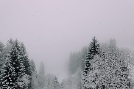 landscape photography of pine trees covered with snow thumbnail