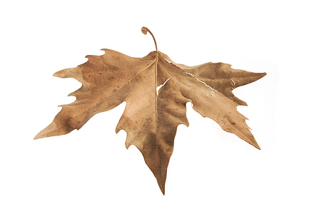 dried maple leaf closeup photo thumbnail