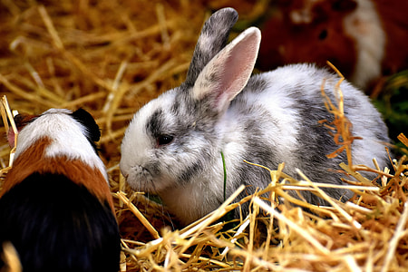 rabbit and guinea pig on haystack thumbnail