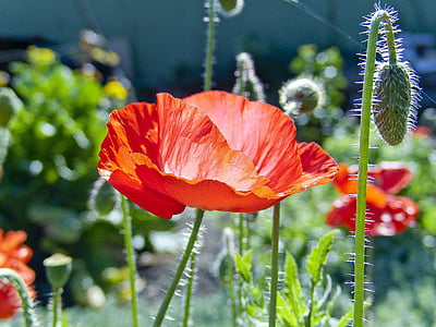 orange poppy flower selective-focus photography thumbnail
