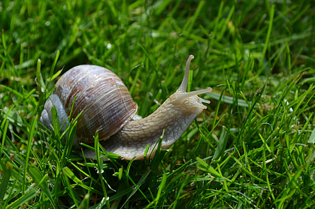 selective focus photography of snail thumbnail
