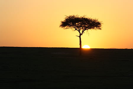 silhouette photo of green leaf tree on open field during sunset thumbnail