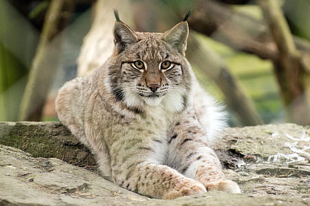 brown and white Caracal thumbnail