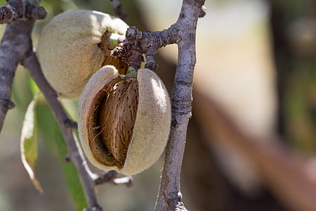 round beige fruit thumbnail