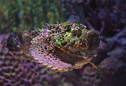 green and black animal selective focus photography thumbnail