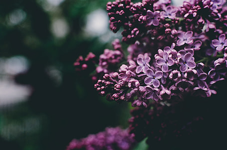 purple flowers thumbnail