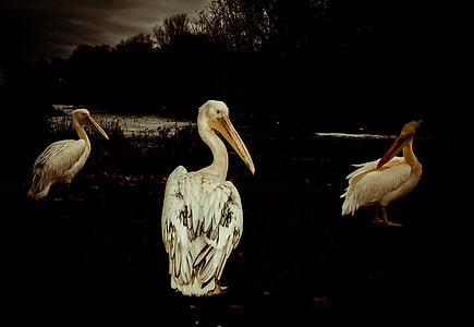 three white birds during nighttime thumbnail