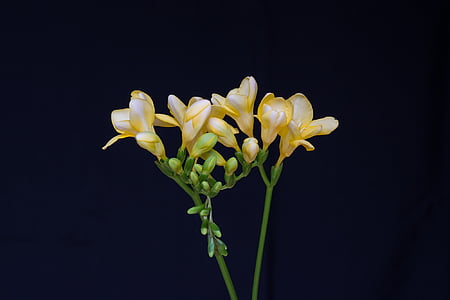 yellow and white flowers thumbnail