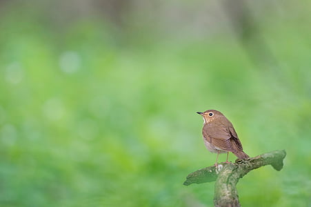 bird perched on tree brunch thumbnail