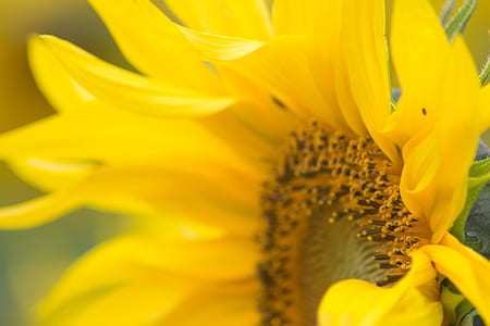 sunflower at bloom thumbnail
