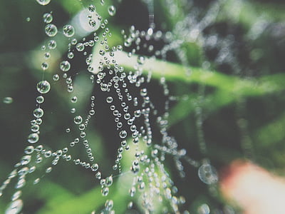 selective focus photography of water droplet thumbnail