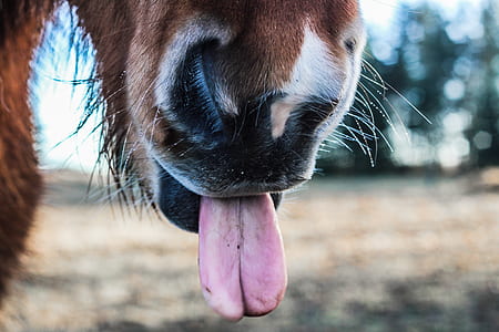 brown horse showing tongue at closeup photography thumbnail