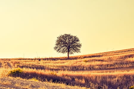 green leaf tree on brown grass during daytme thumbnail