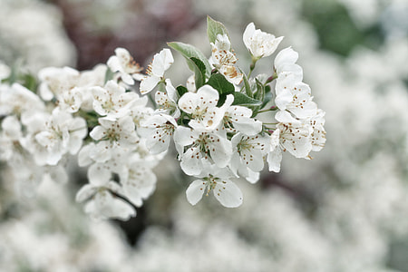 selective focus photo of white petaled flowers thumbnail