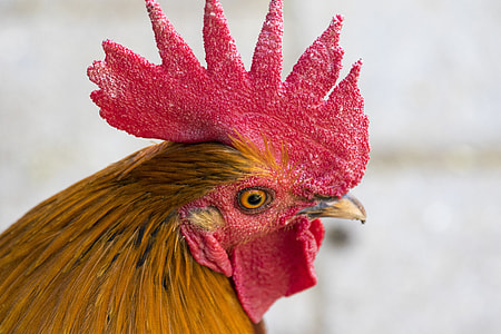 brown rooster on focus photo thumbnail