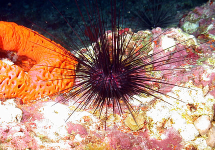 close up photo of red sea orchin thumbnail