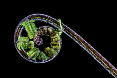 green fern closeup photography thumbnail